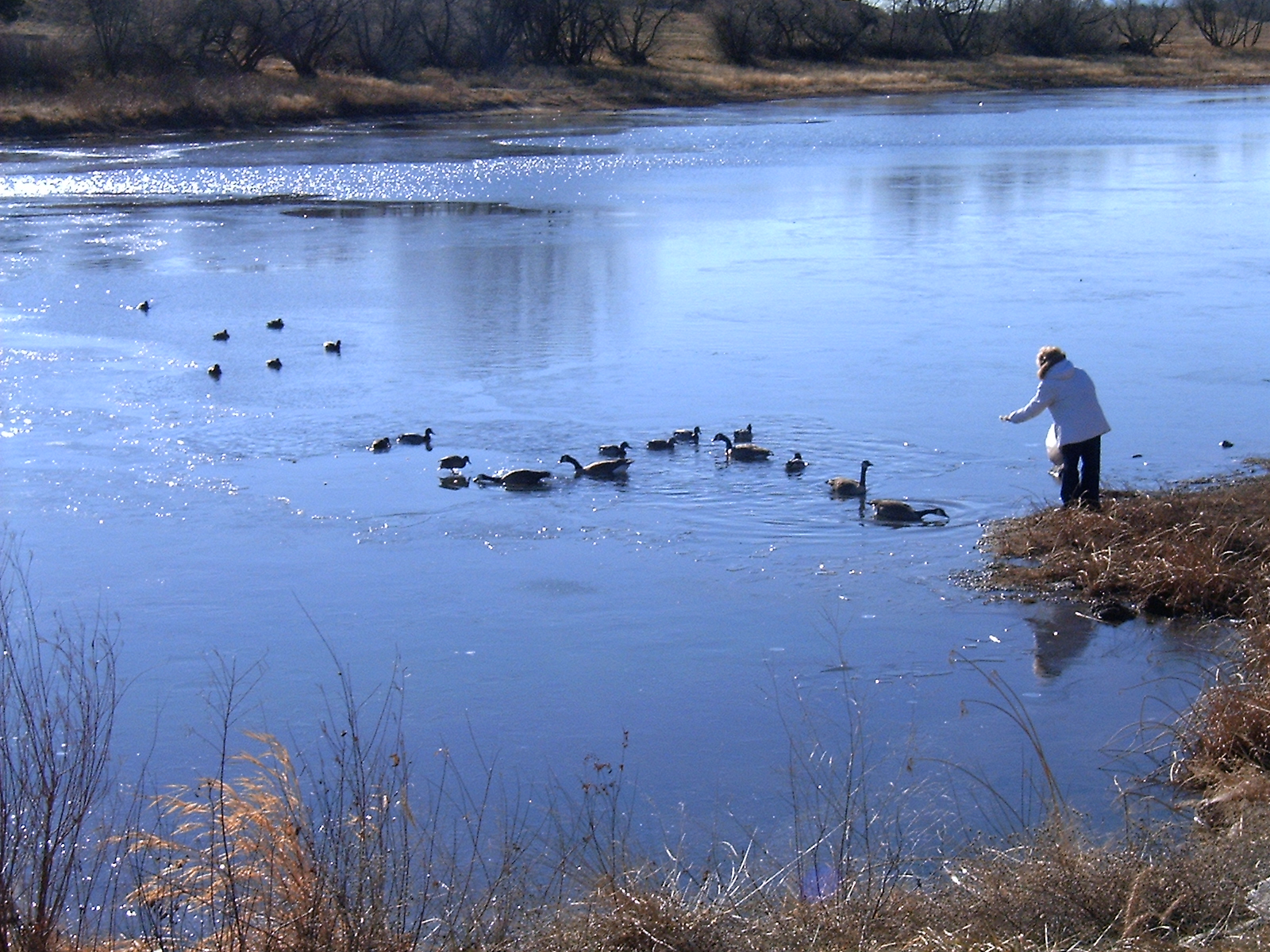 pic of feeding geese